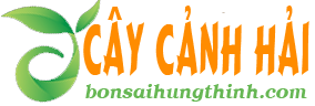 caycanhhai.com